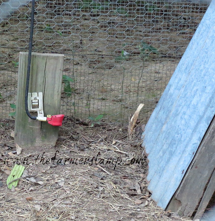 How to Build an Automatic Chicken Waterer System for Less Than 150